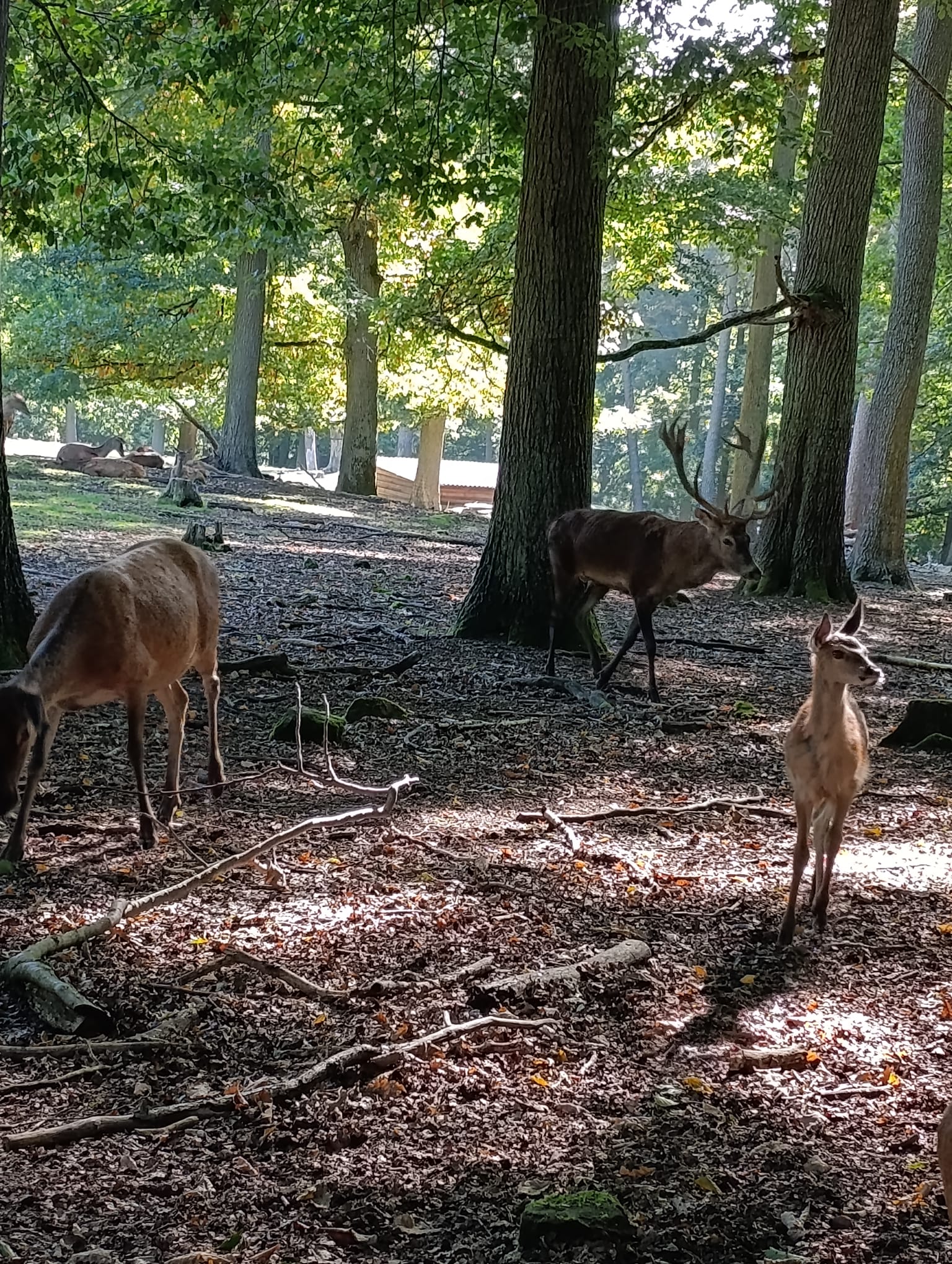 Wildpark_2c_18.jpg